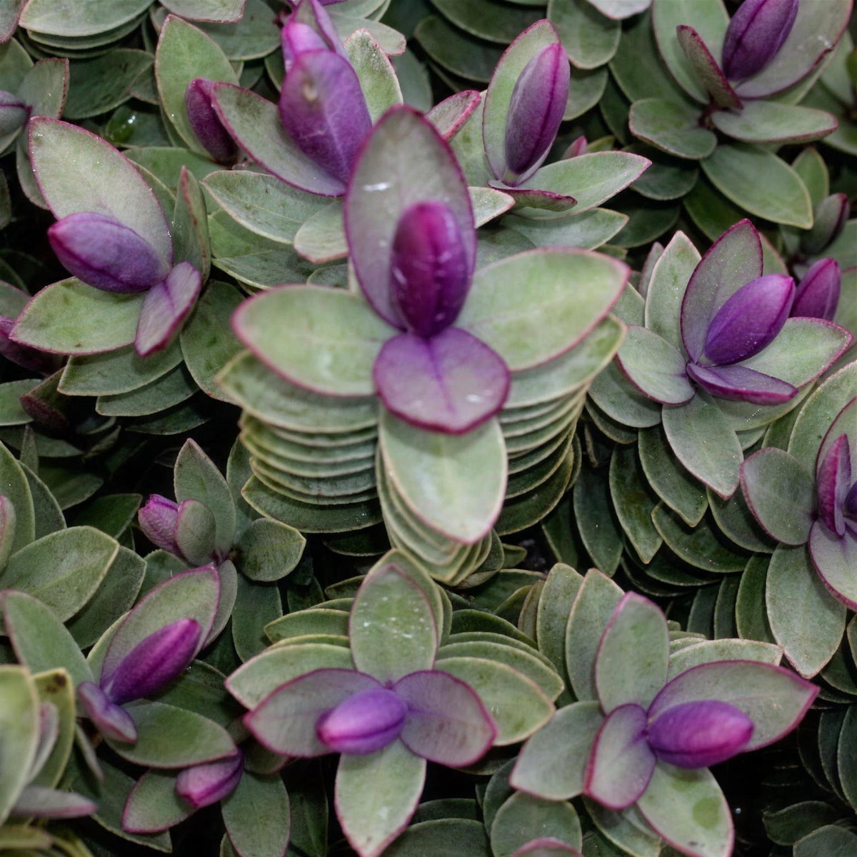 Hebe 'Red Edge' pot grown evergreen shrub.