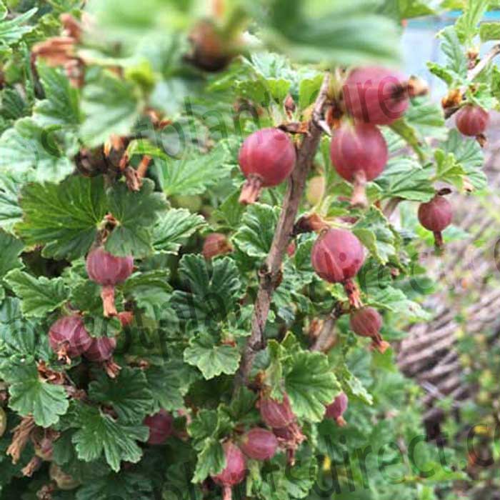 Ribes uva-crispa 'Hinnomaki Red' 40–60cm bare root gooseberry bush.