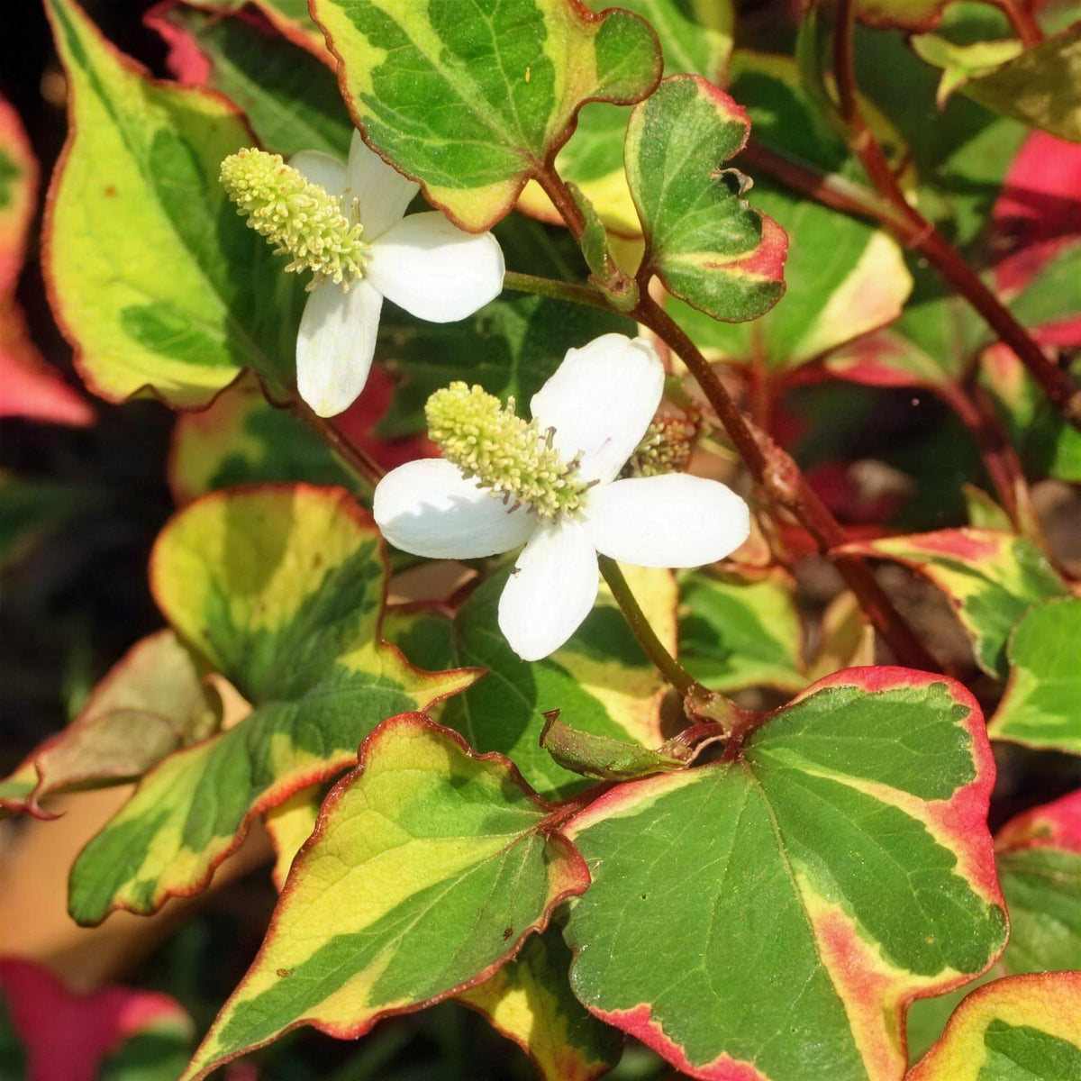 Houttuynia cordata 'Chameleon' 2 litre pot ground cover plant.