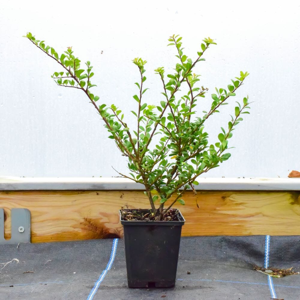 Ilex crenata (Japanese holly) 15-20cm pot grown hedge plant box blight resistant.
