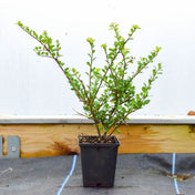 Ilex crenata (Japanese holly) 15-20cm pot grown hedge plant box blight resistant.