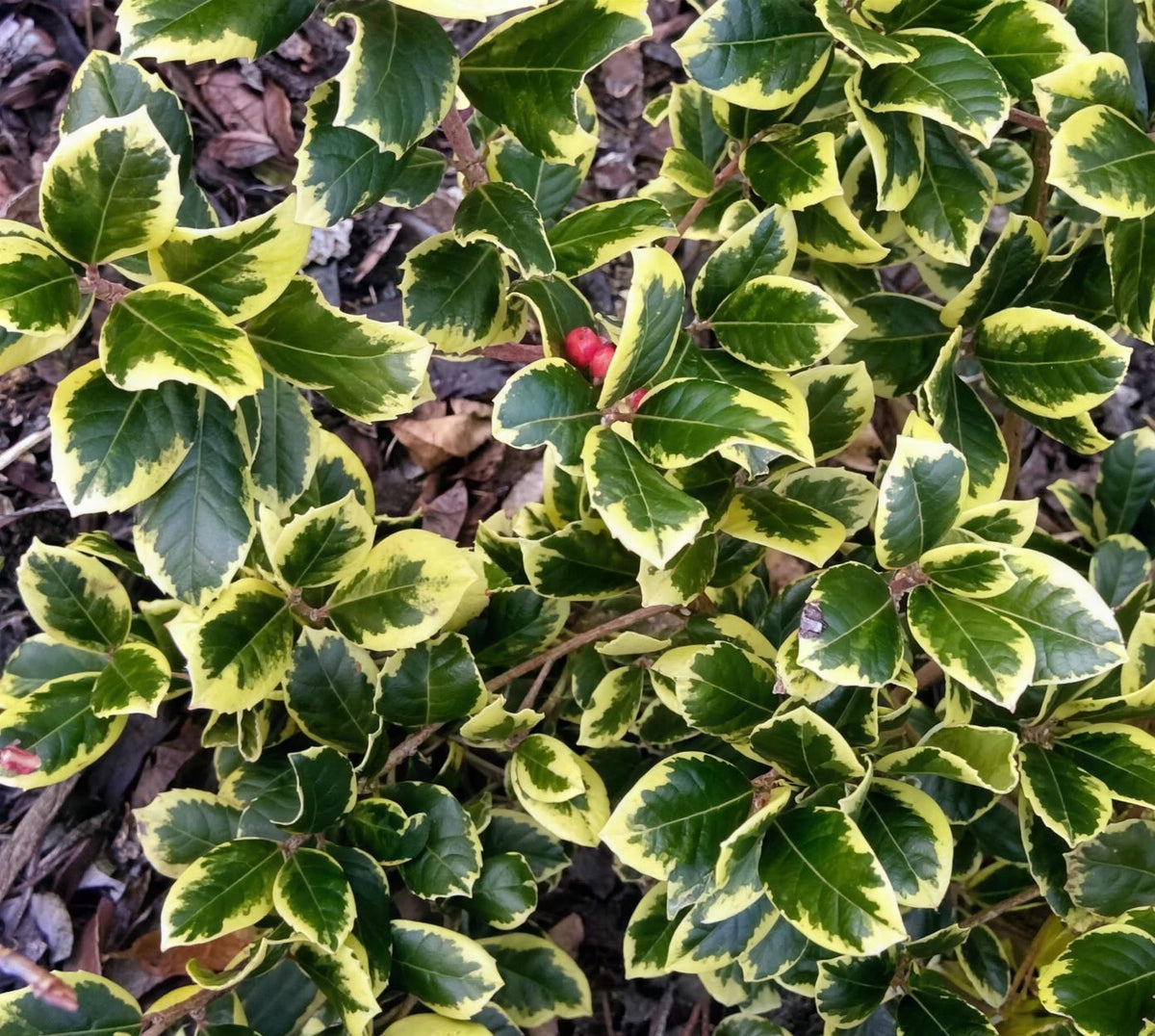 Ilex aquifolium 'Golden King' (holly) 30-40cm pot grown shrub female.
