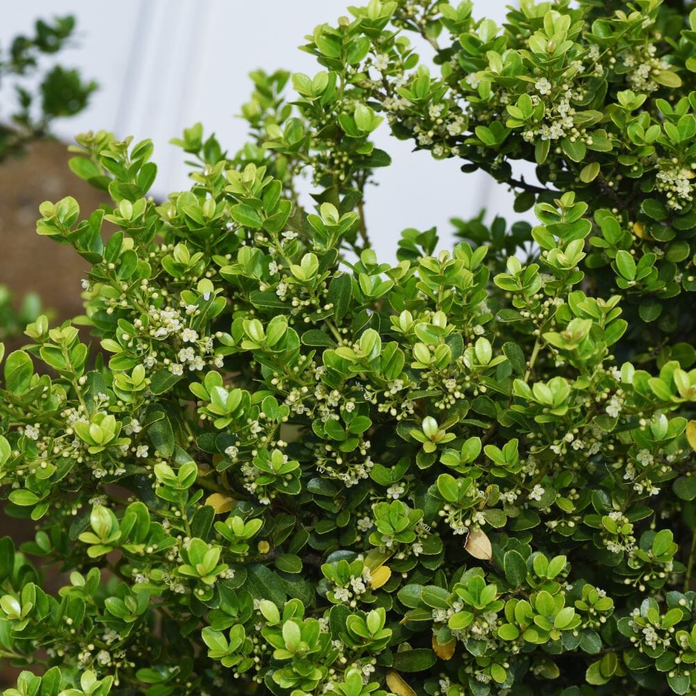 Ilex crenata (Japanese Holly) 15-20cm hedge plant pot grown.