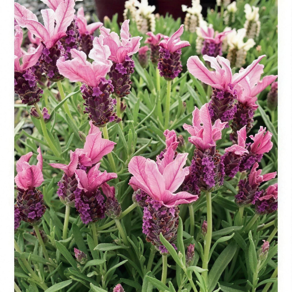 Lavandula stoechas 'Strawberry Ruffles' 2L pot lavender plant.