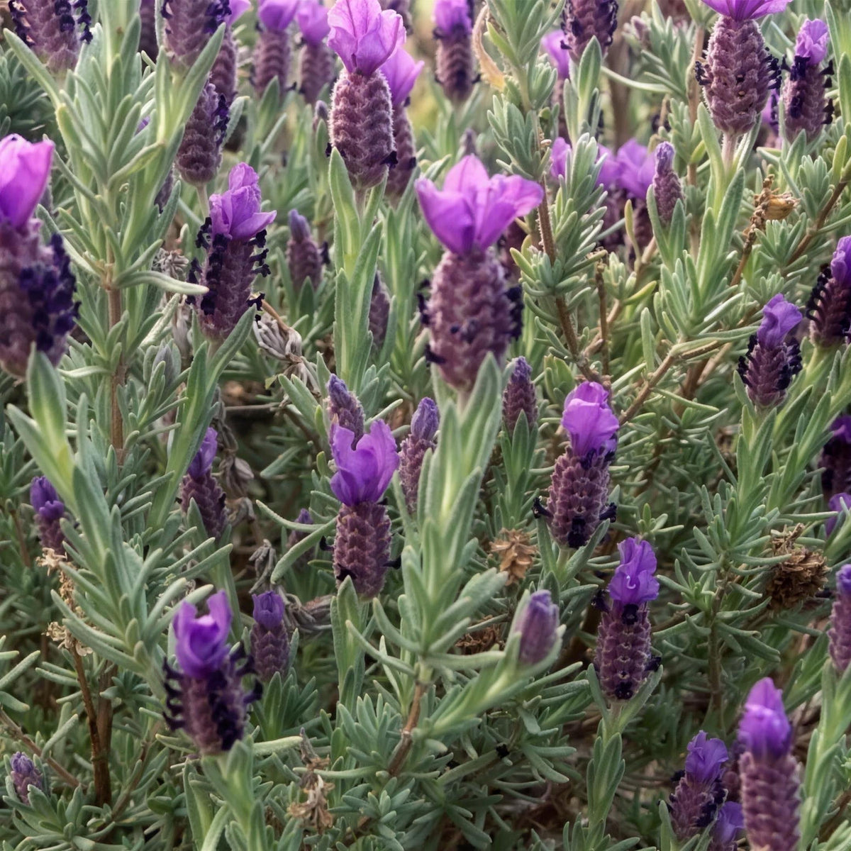 Lavandula stoechas 'Blueberry Ruffles' pot grown shrub.