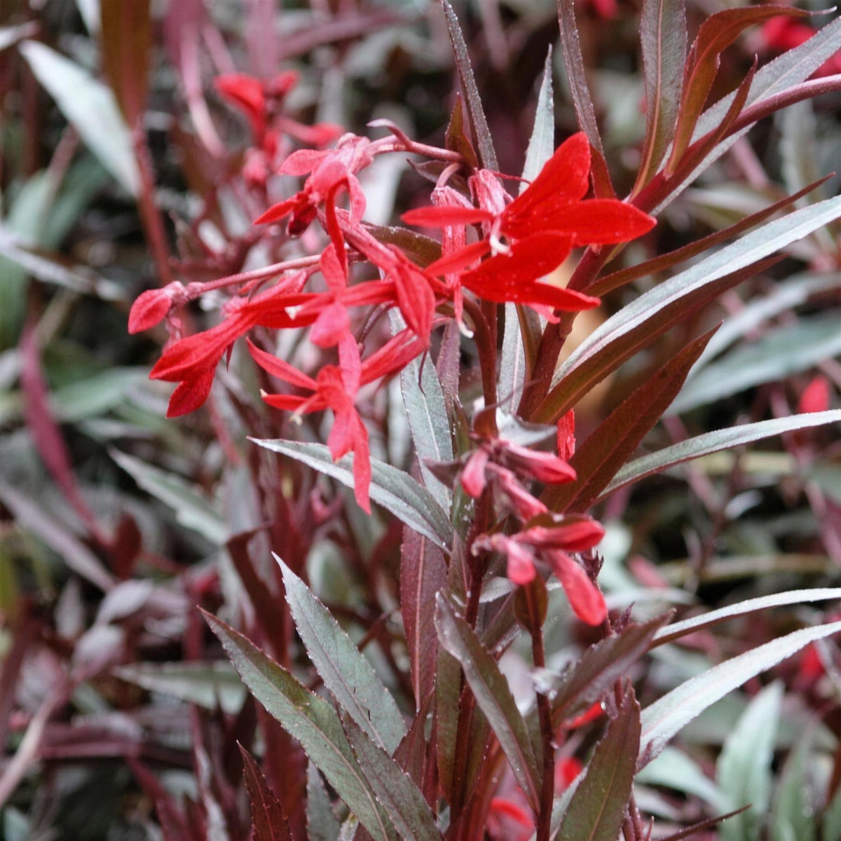 Lobelia 'Queen Victoria' 2L perennial plant.
