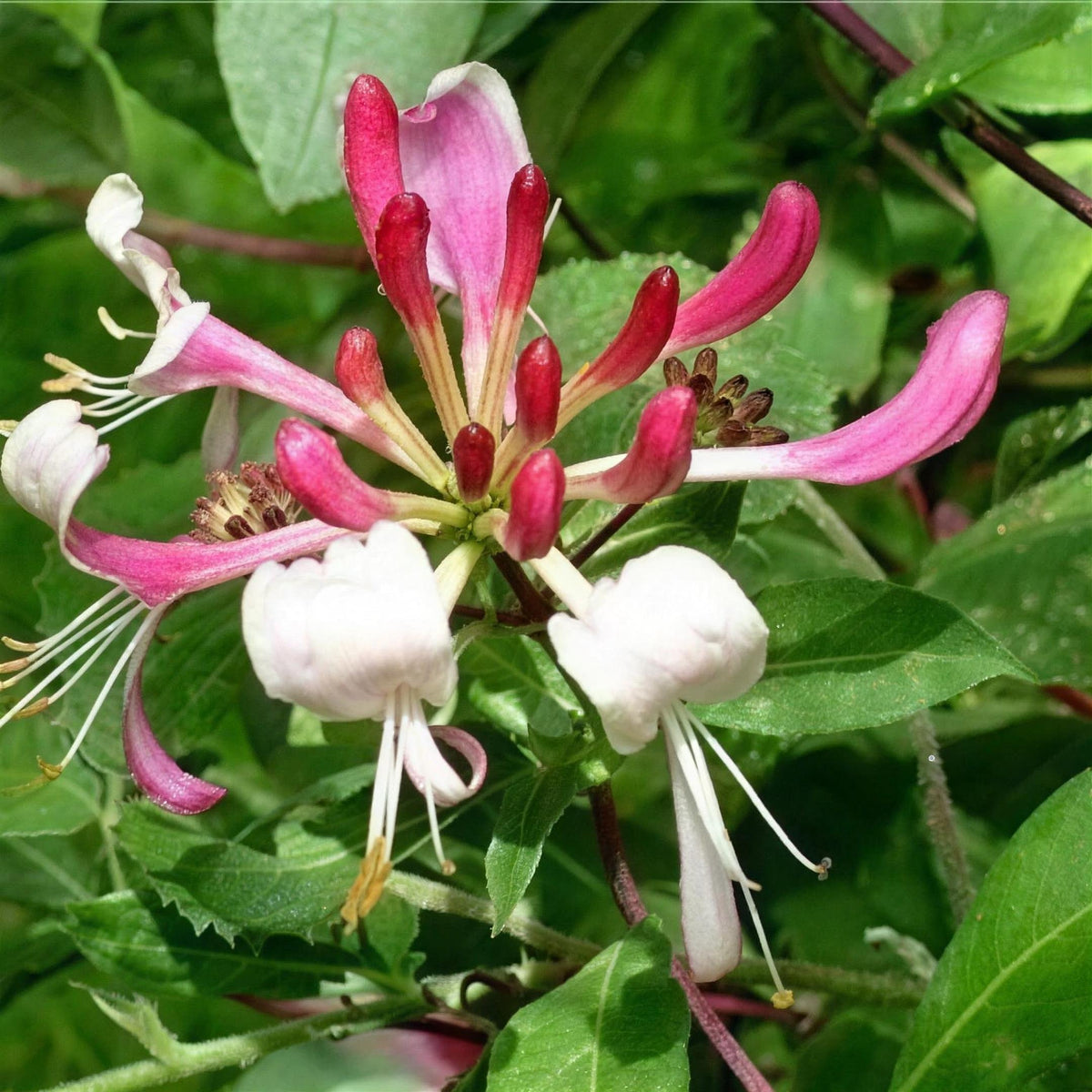 Lonicera periclymenum 'Belgica' honeysuckle pot grown climbing plant.