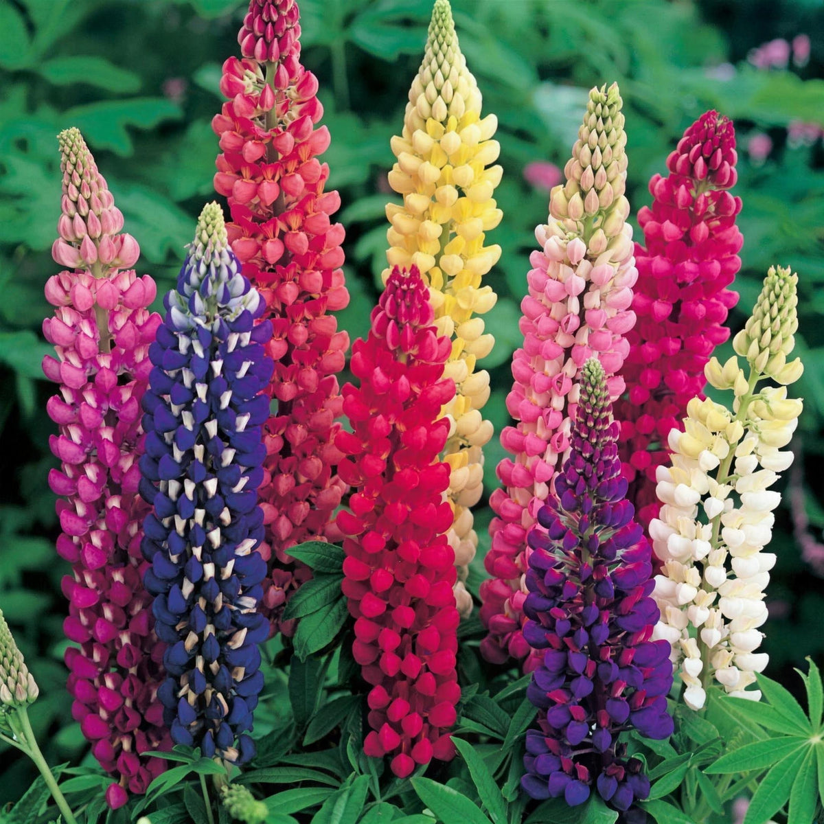 Lupinus 'Lulu Mixed' 2L pot grown perennial.