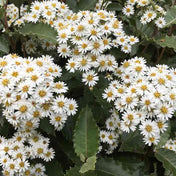 Olearia x macrodonta (New Zealand Holly) pot grown evergreen hedge plant.