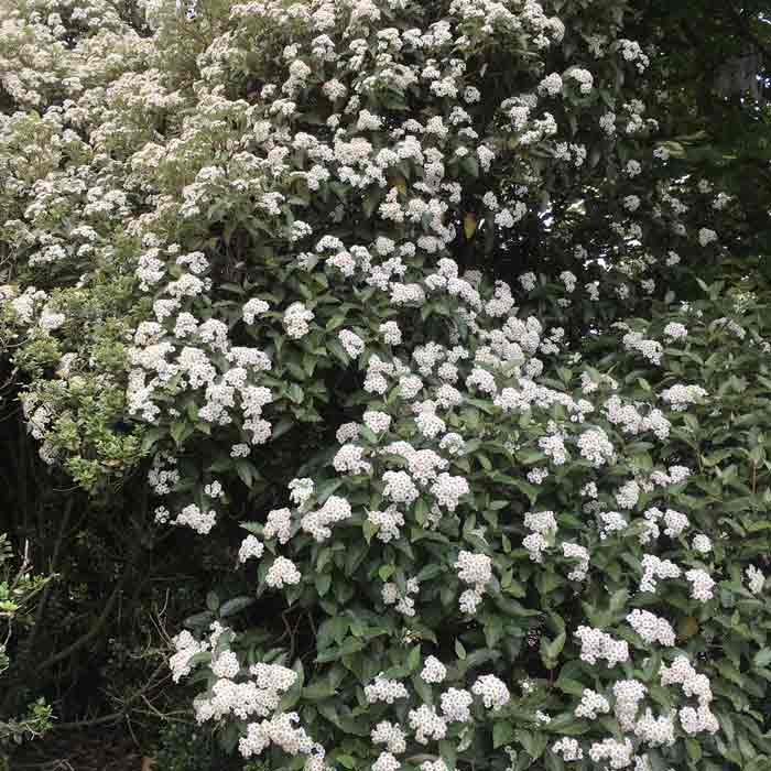 Olearia x macrodonta evergreen hedge plant pot grown shrub.