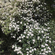 Olearia x macrodonta evergreen hedge plant pot grown shrub.