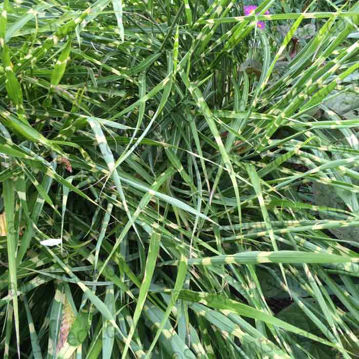 Miscanthus strictus (Zebra Grass) pot grown ornamental grass. – photo 2