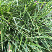 Miscanthus strictus (Zebra Grass) pot grown ornamental grass. – photo 2