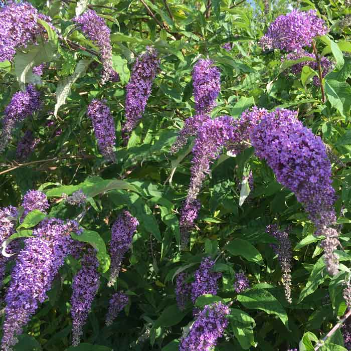 Buddleja 'Nanho Blue' (Butterfly Bush) 3L pot grown plant.