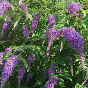 Buddleja 'Nanho Blue' (Butterfly Bush) 3L pot grown plant.
