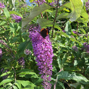 Buddleja 'Nanho Blue' butterfly bush 3L pot shrub.