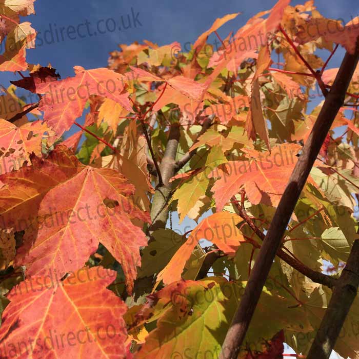 Acer rubrum 'October Glory' 125–150cm bare root red maple tree.