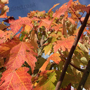 Acer rubrum 'October Glory' 125–150cm bare root red maple tree.