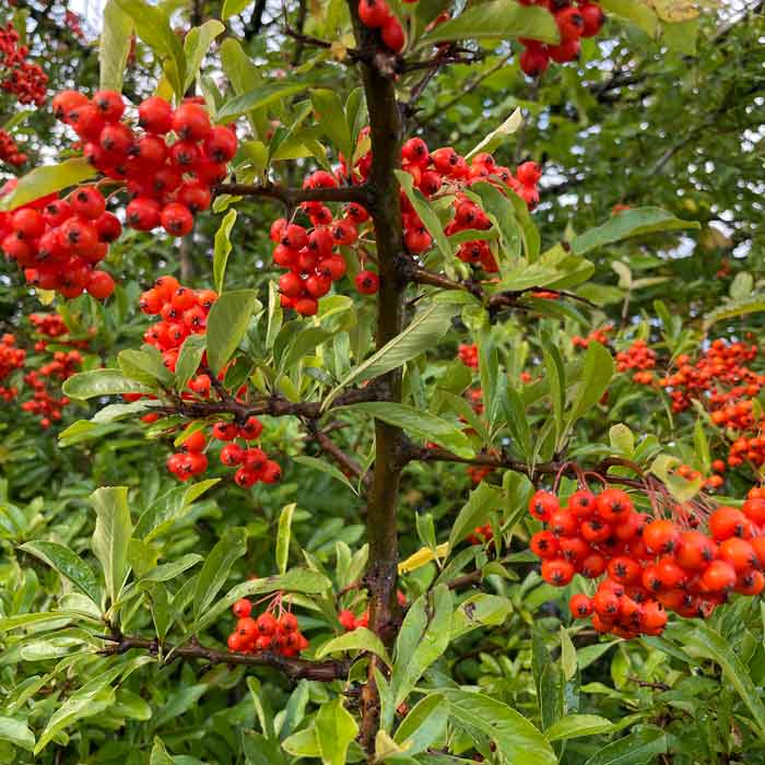 Pyracantha 'Orange Charmer' 30-40cm pot grown hedge plant.