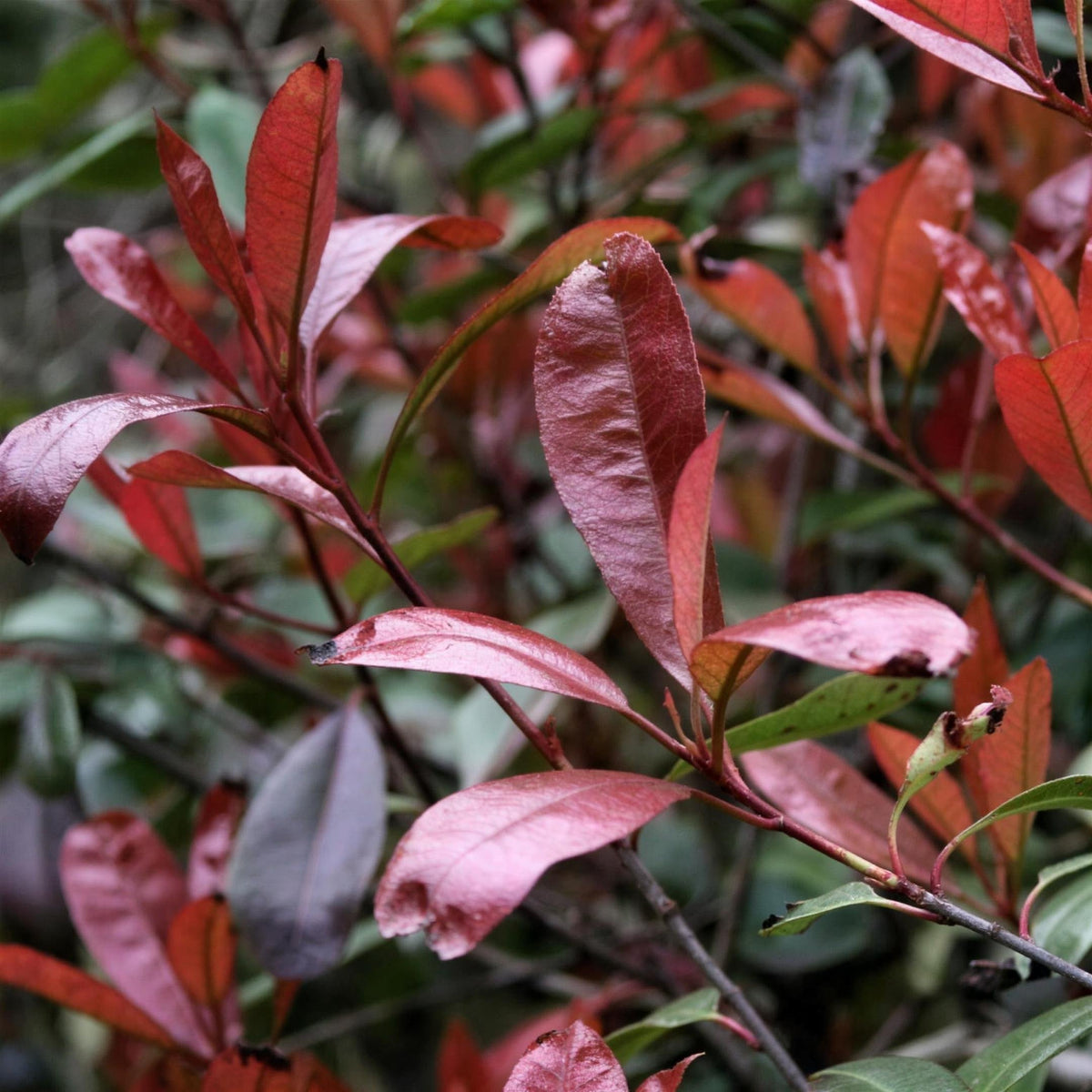Photinia x fraseri 'Red Robin' 60-90cm pot grown hedge.