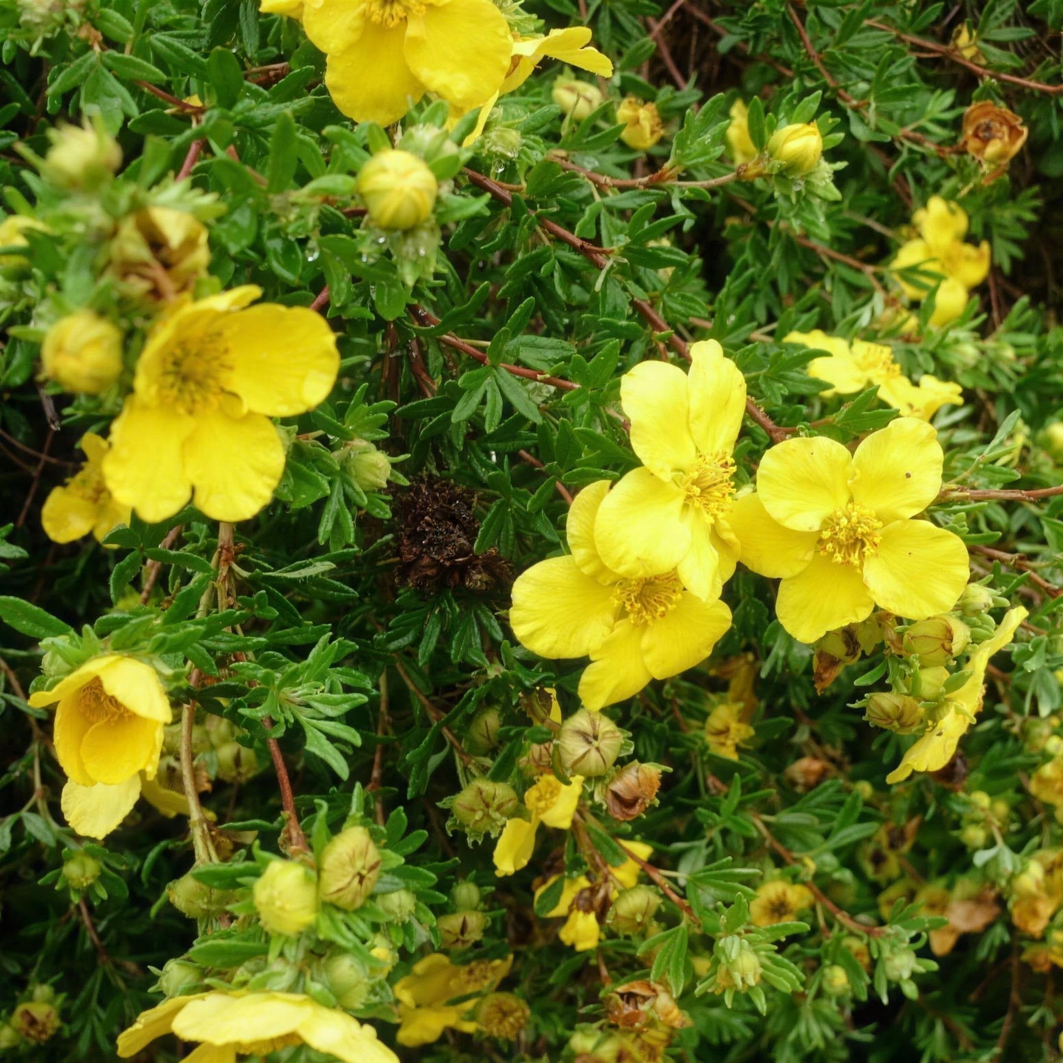 Potentilla fruticosa 'Goldfinger' 3L deciduous shrub.