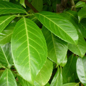 Prunus laurocerasus (common laurel) 20-40cm bare root hedging plant.