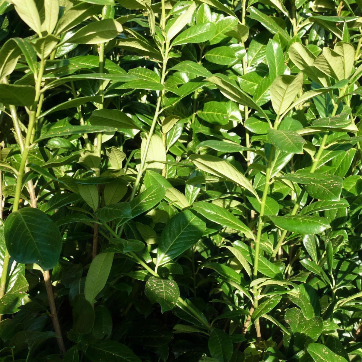 Prunus laurocerasus (Common laurel) 30/40cm pot grown hedging plant.