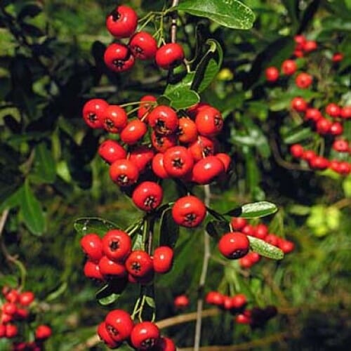 Pyracantha coccinea 'Mohave' (Firethorn) 60-90cm pot grown evergreen hedge plant.