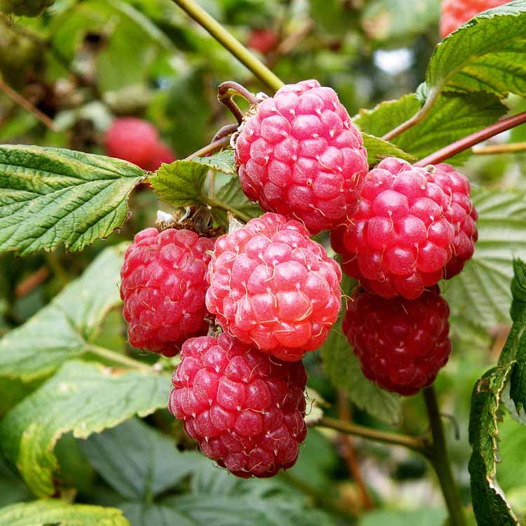 Rubus idaeus 'Glen Ample' (Raspberry) bare root floricane canes.