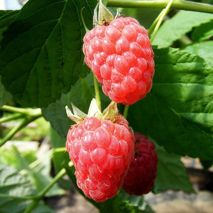 Rubus idaeus 'Malling Admiral' bare root 40-60cm fruit plant.