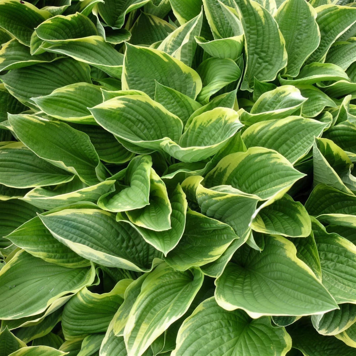 Hosta 'Aureomarginata' (Plantain Lily) pot grown hardy perennial.