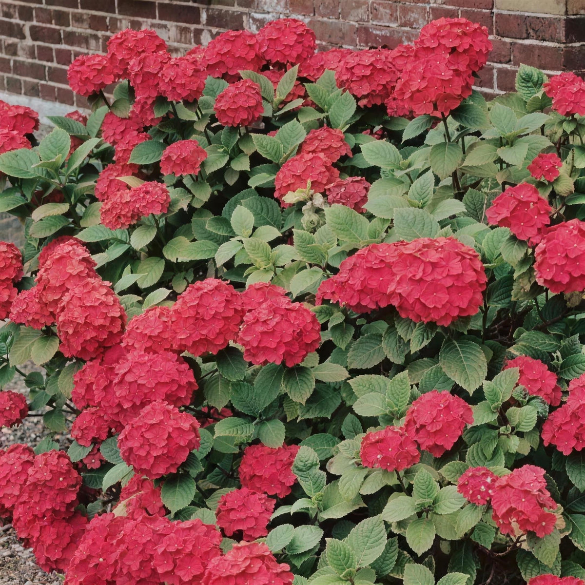 Hydrangea macrophylla 'Masja Sibilla' pot grown deciduous shrub.