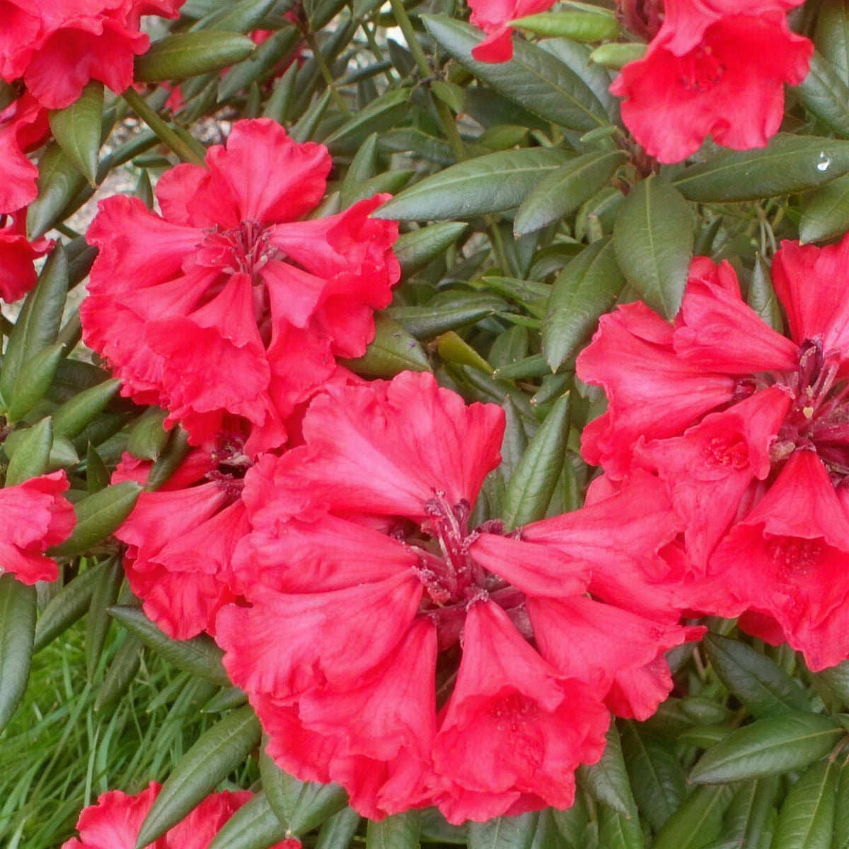 Azalea 'Johanna Evergreen' pot grown evergreen shrub.