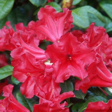 Rhododendron Scarlet Wonder Low Growing