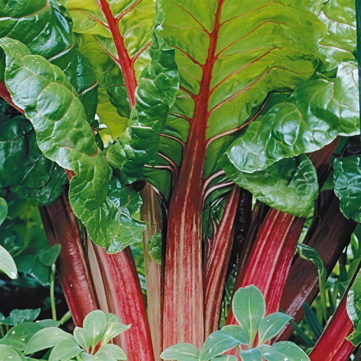 Rheum rhabarbarum 'Timperley Early' 3L pot grown plant.