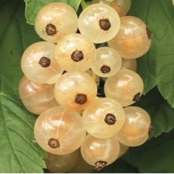Ribes rubrum 'Versailles' (white currant) pot grown 3L fruit plant.