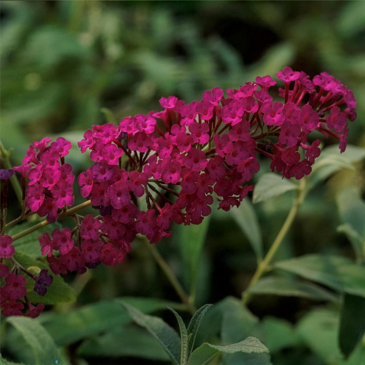 Buddleja davidii 'Royal Red' 3L pot grown butterfly bush.