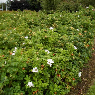 Wildlife Edible Bareroot Hedge Mix 15 Metres