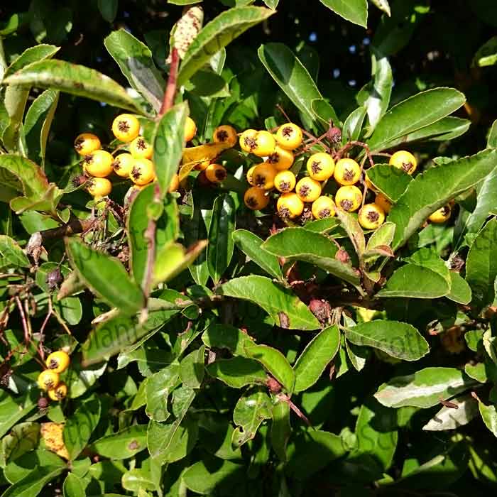 Pyracantha 'Soleil d'Or' 20-30cm pot grown hedge plant.