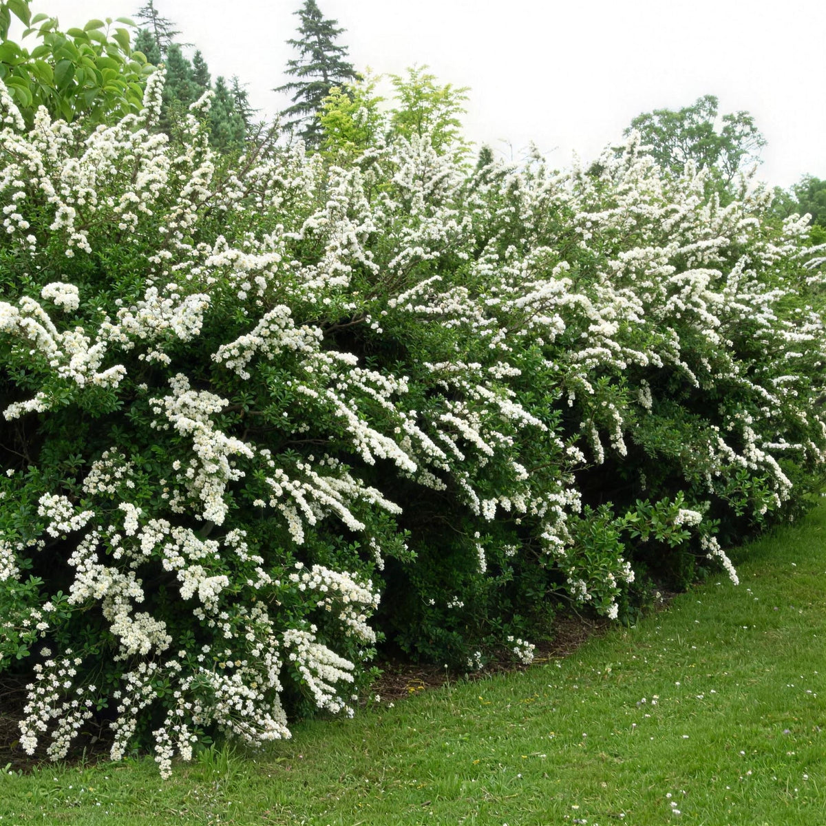 Spiraea nipponica 'Snowmound' pot grown shrub.