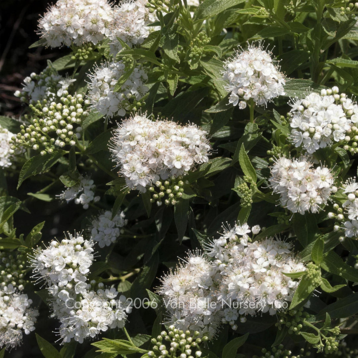 Spiraea albiflora white flowering shrub 3L pot grown.