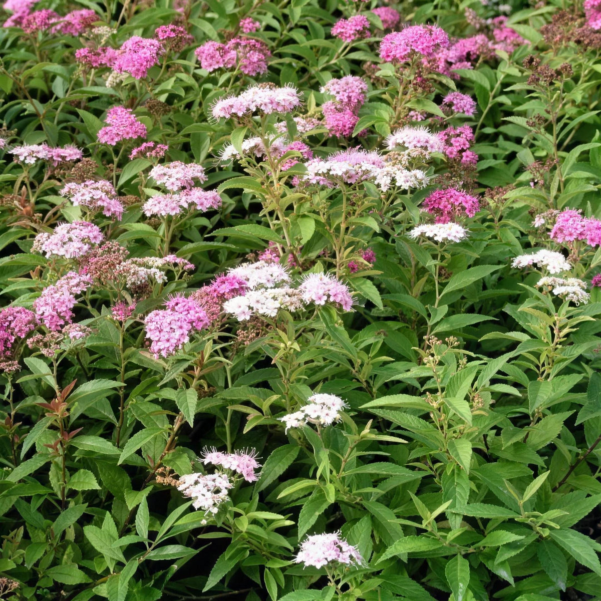 Spiraea japonica 'Shirobana' pot grown dwarf deciduous shrub.
