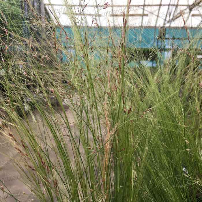 Stipa tenuissima (Mexican Feather Grass) pot grown ornamental grass.