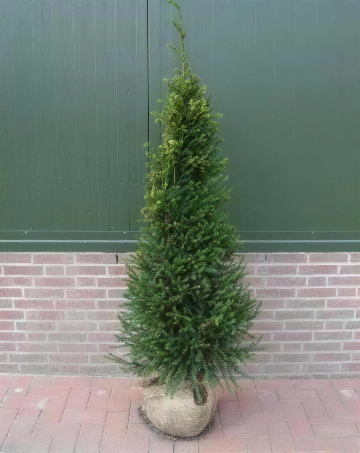 Taxus baccata (English yew) 120-150cm rootball hedge plant.