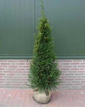 Taxus baccata (English yew) 120-150cm rootball hedge plant.