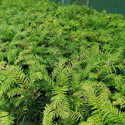 Taxus baccata (English yew) 60-90cm pot grown hedge plant. – photo 2