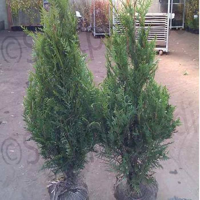 Thuja plicata (Western Red Cedar) 120-150cm rootball hedging plant.