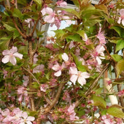 Prunus nipponica 'Ruby Dwarf' pot grown flowering cherry plant.