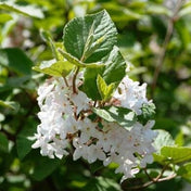Viburnum opulus 'Compactum' compact deciduous shrub pot grown.