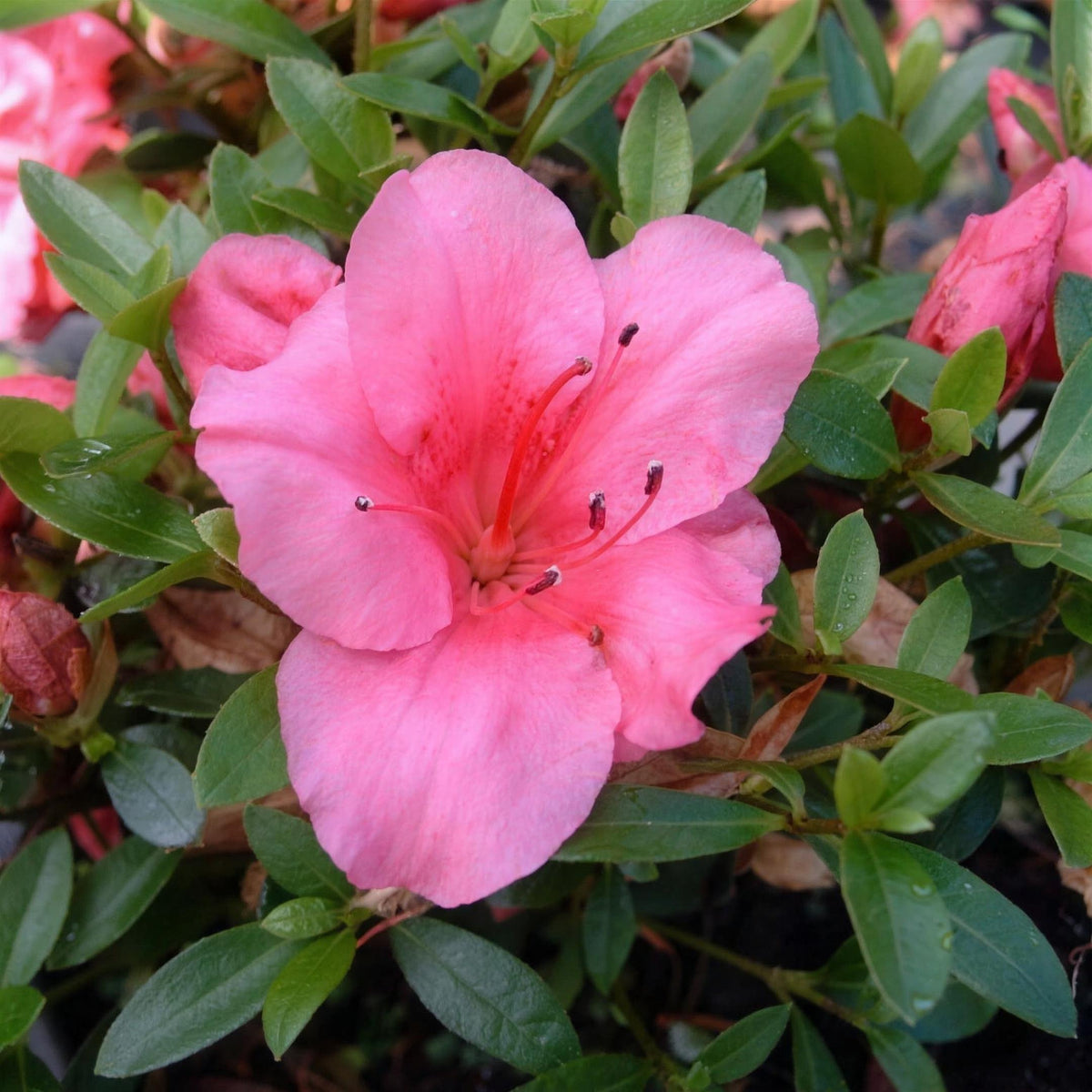 Rhododendron (Azalea) 'Vida Brown' pot grown compact evergreen shrub.